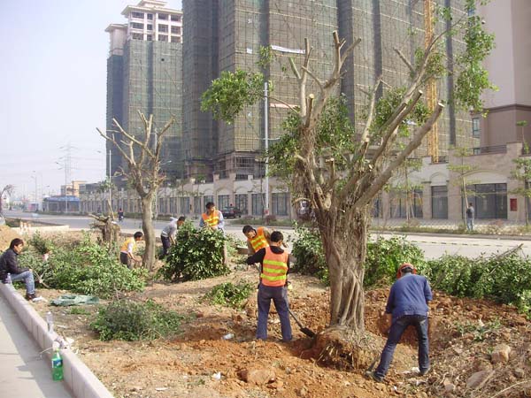 中山市坦洲界狮南路